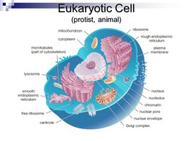 Diagram of a eukaryotic cell with labeled organelles