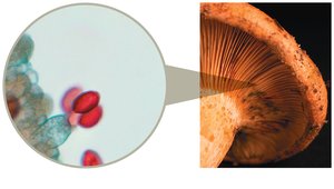 Image of basidiospores and mushroom