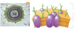 Diagram of eukaryotic glycocalyx