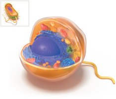 3D illustration comparing eukaryotic and prokaryotic cells