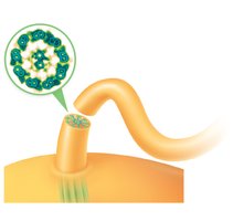 Diagram of eukaryotic flagellum structure
