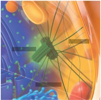 Diagram of centrosome and cytoskeleton