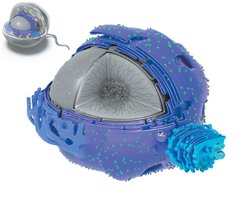 Diagram of ER and Golgi apparatus