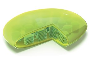 Diagram of chloroplast structure