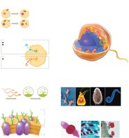Visual summary of eukaryotic cell structure and function