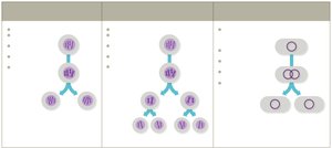 Diagram comparing mitosis, meiosis, and binary fission