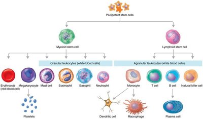 Table of granulocyte and agranulocyte types and functions