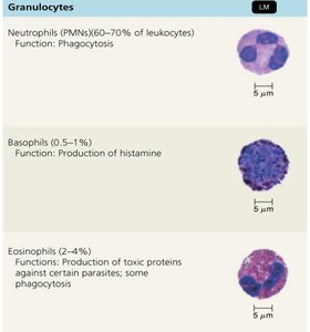 Micrographs of granulocytes: neutrophils, basophils, eosinophils
