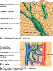 Diagram of lymphatic capillaries and fluid flow
