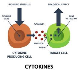 Diagram showing cytokine signaling between cells