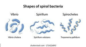 Spiral bacteria shapes