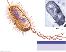 Fimbriae and pili on a bacterial cell