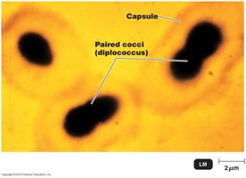 Bacterial capsule and slime layer