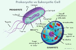 Diagram comparing prokaryotic and eukaryotic cells