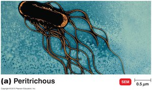 Peritrichous flagella arrangement