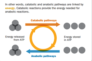 Catabolic and anabolic pathways linked by energy