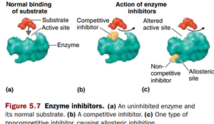 Competitive and noncompetitive enzyme inhibition