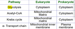 Metabolic pathway locations in prokaryotes and eukaryotes