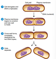 Binary fission process