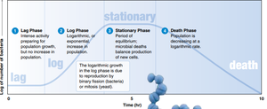 Four phases of bacterial growth