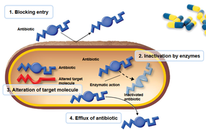 Mechanisms of antibiotic resistance