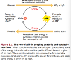 Role of ATP in coupling anabolic and catabolic reactions