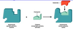 Transformation of apoenzyme to holoenzyme