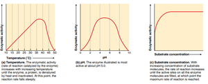 Temperature, pH, and substrate concentration effects on enzyme activity