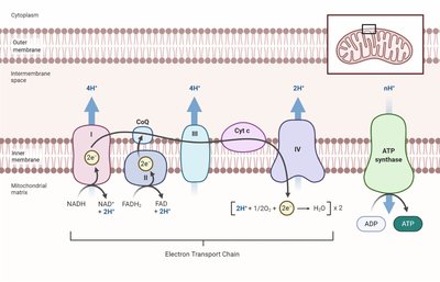 Diagram of the mitochondrial electron transport chain and ATP synthase