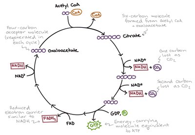 Diagram of the TCA cycle showing intermediates and energy carriers