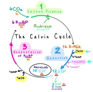 Diagram of the Calvin cycle showing carbon fixation, reduction, and regeneration