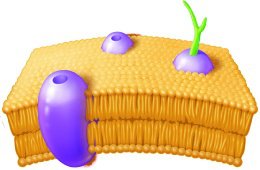 Plasma membrane structure
