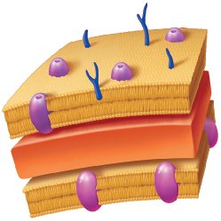 Gram-negative and Gram-positive cell walls