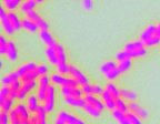 Gram-negative cell wall