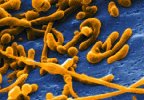 Mycoplasma pneumoniae micrograph