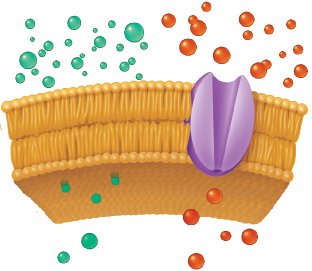 Simple and facilitated diffusion