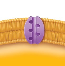 Primary active transport