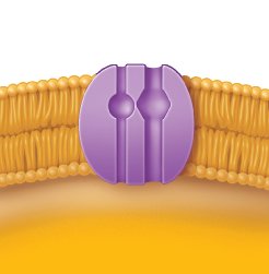 Secondary active transport