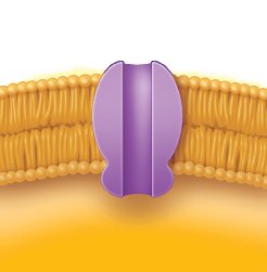 Phosphotransferase system