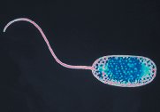 Monotrichous flagellum