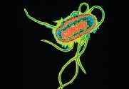 Lophotrichous flagella