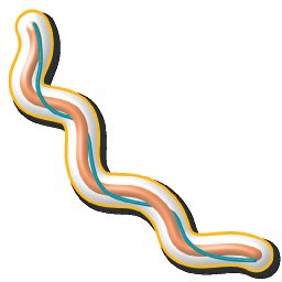 Amphitrichous flagella