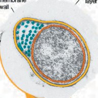 Periplasmic flagella