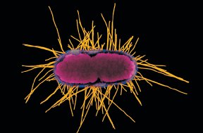 Fimbriae on E. coli