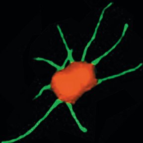 Type IV pili on Neisseria meningitidis