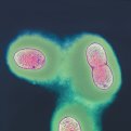 Glycocalyx: slime layer and capsule