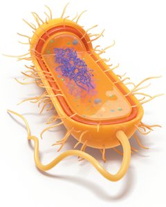 Diagram of prokaryotic cell structure