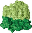 Prokaryotic ribosome structure