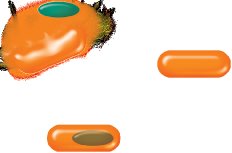 Bacterial endospore structure and staining
