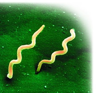 Spirochetes, corkscrew-shaped bacteria